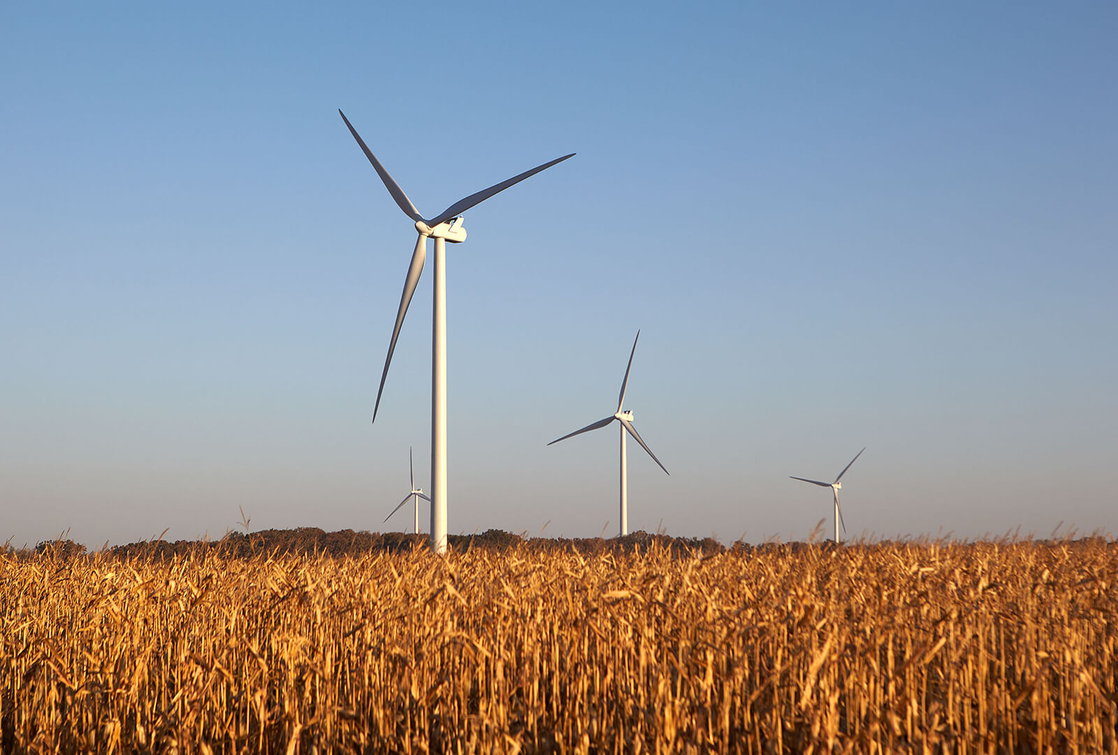 wind farm in field with blue sky