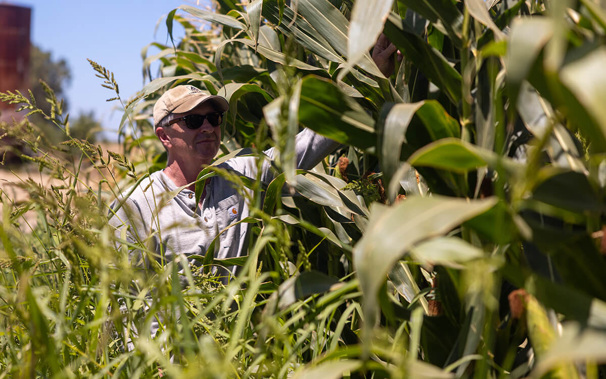 Scott Brown, CornNuts farmer, checking up his crop
