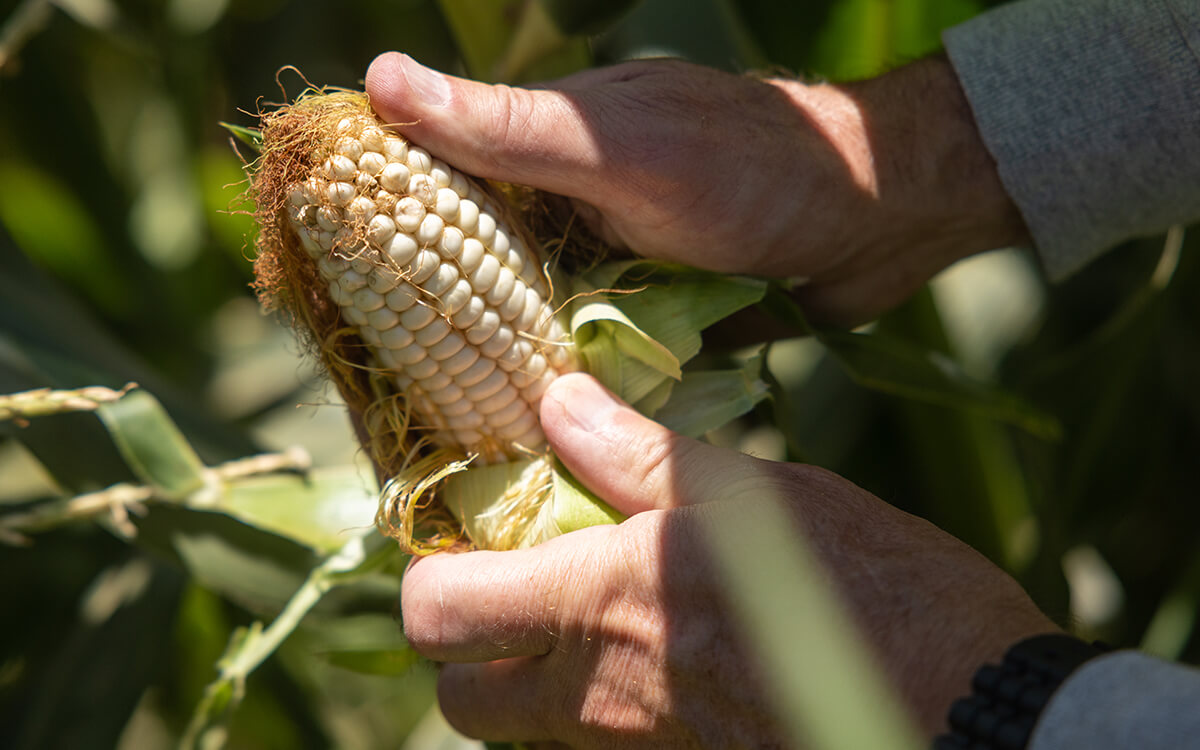 The Hormel Foods owned , non-GMO hybrid corn variety used to make Corn nuts being held by the farmer that grew it